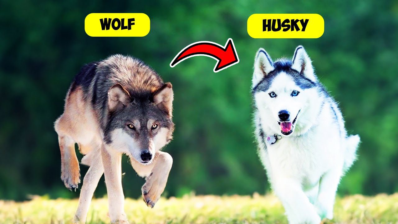 10 Dog Breeds Similar to Wolves