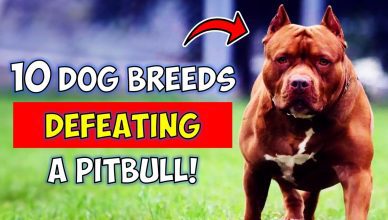 10 Dog Breeds That Could Defeat a Pitbull