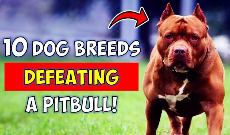 10 Dog Breeds That Could Defeat a Pitbull