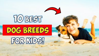 10 BEST DOG BREEDS FOR KIDS