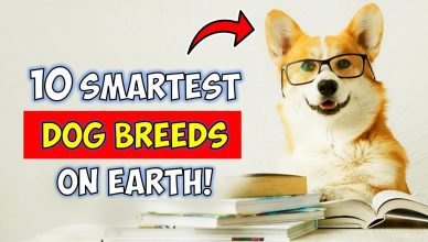 10 Smartest Dog Breeds in the World
