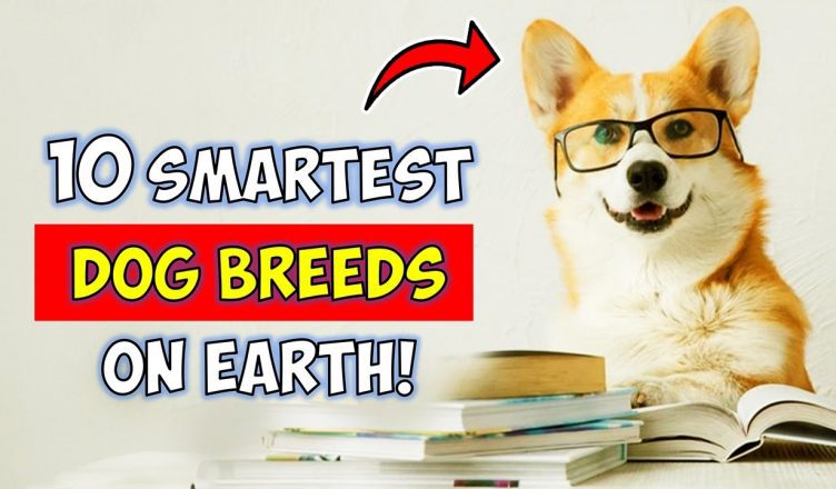 10 Smartest Dog Breeds in the World