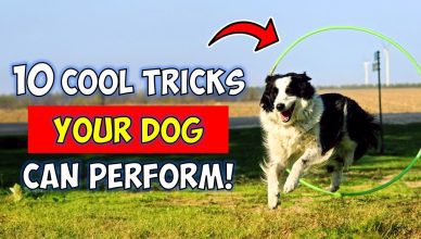 10 Cool Tricks You Can Teach to Any Dog