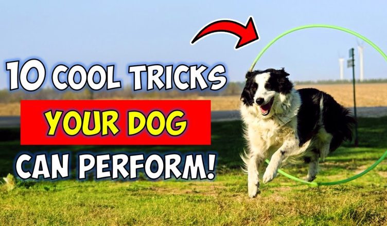 10 Cool Tricks You Can Teach to Any Dog