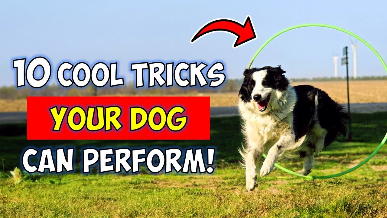 10 Cool Tricks You Can Teach Your Dog