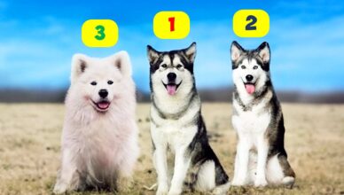 Husky Types