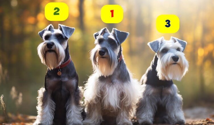 Schnauzer types